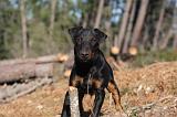 JAGDTERRIER ALLEMAND 105